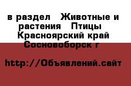  в раздел : Животные и растения » Птицы . Красноярский край,Сосновоборск г.